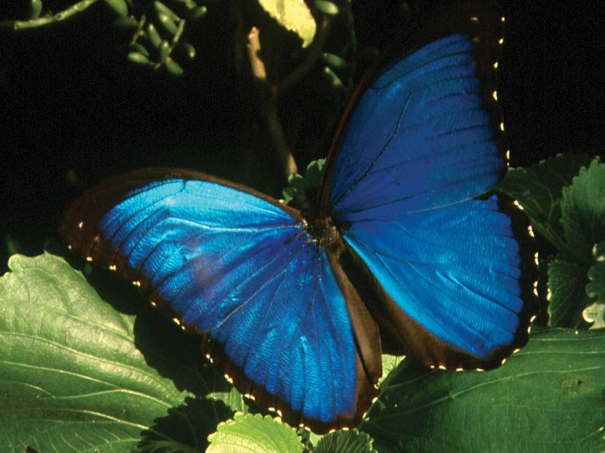 Inkaterra Reserva Amazonica Puerto Maldonado Zewnętrze zdjęcie